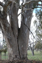 Big red gums