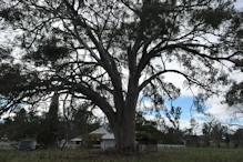 Old homestead