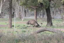 Emu