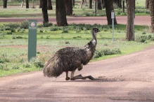 Emu