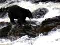 Bear catching salmon ***